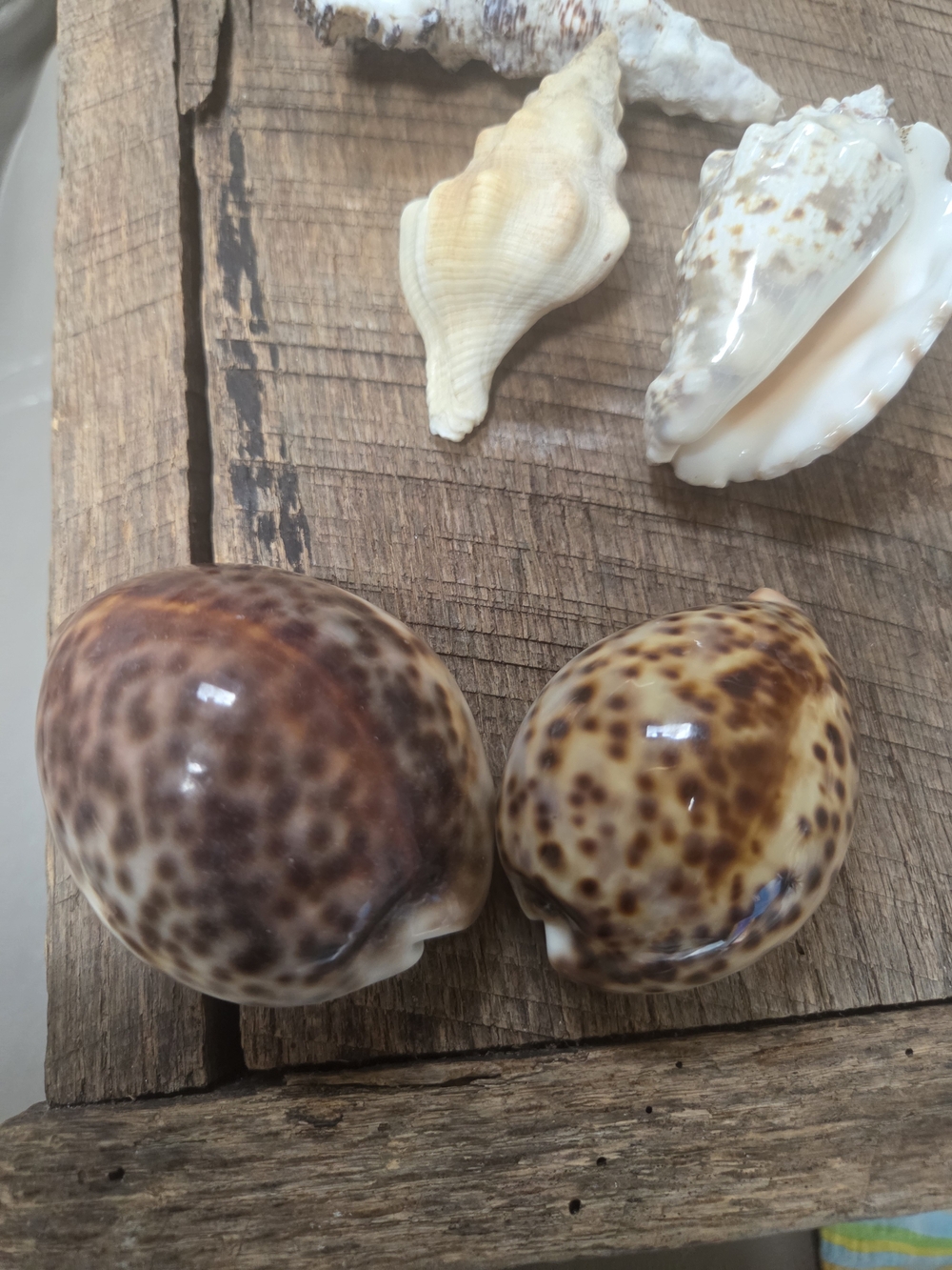 35 Assorted Natural Seashell Personal Collection - Bin R - Picture 11 of 16